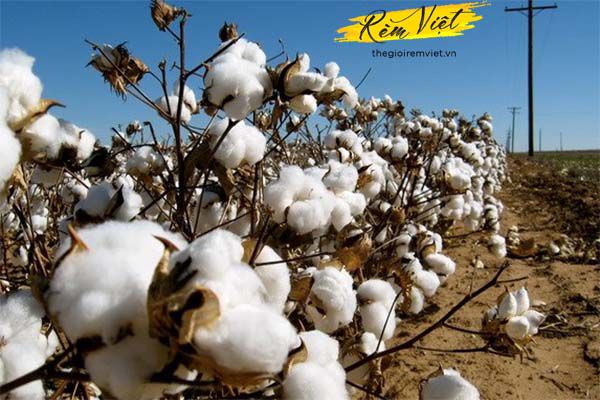 Nguồn gốc xuất xứ của vải cotton có từ lâu đời